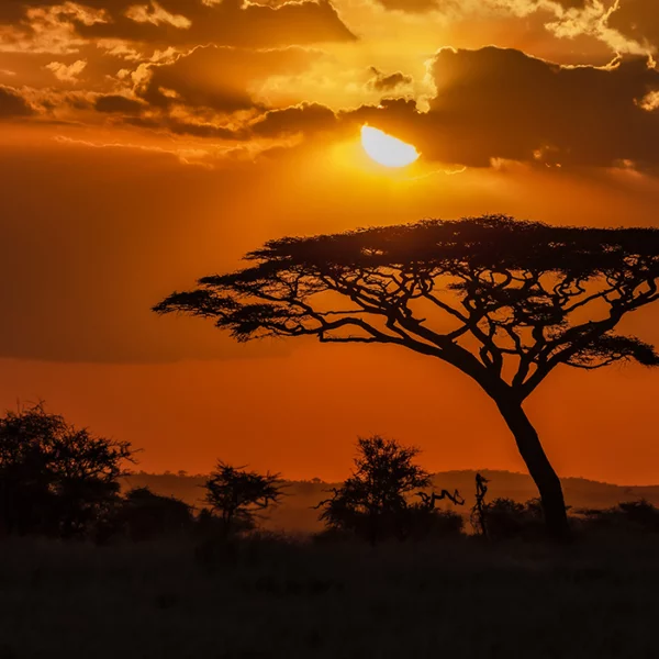 Discover the Wonders of Africa A Must-Visit Destination for Your Next Travel Adventure